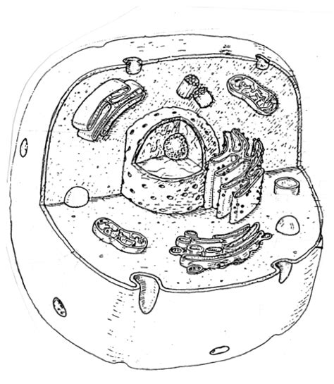 Cells Drawing At Getdrawings Free Download