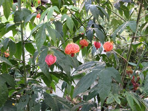 Many of the plants listed so far require space and sunlight, but the peace lily is a little easier to care for in an apartment. Tropical Flowering Maple | What Grows There :: Hugh Conlon ...