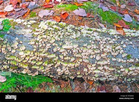 Colorful Tree Fungus On A Forest Log In Algonquin Provincial Park In