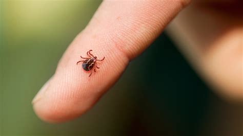 Everything You Need To Know About Tick Prevention Reviewed