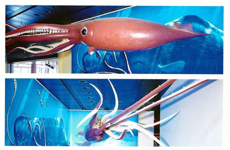 My Favorite Animal Postcards: Giant Squid from the Houston ...