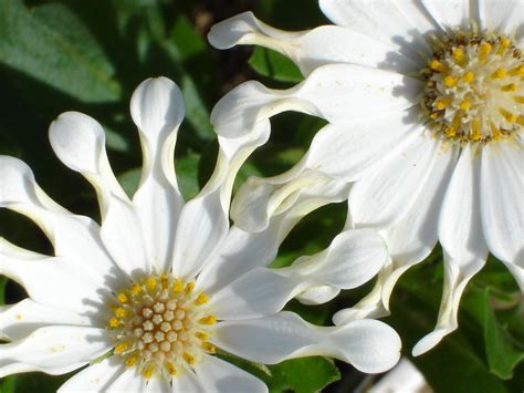 White African Daisy Plant African Daissy Blog