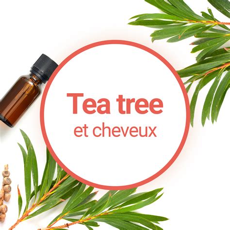 Tea Tree Quels Bienfaits Pour Les Cheveux