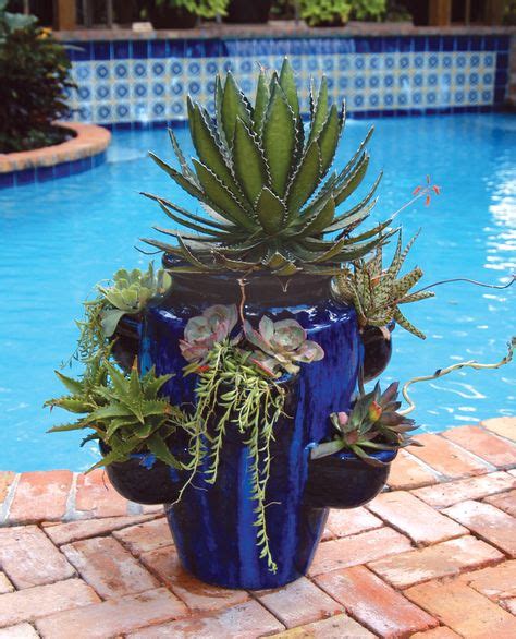 Succulents Are A Great Choice For South Florida Container Gardens See