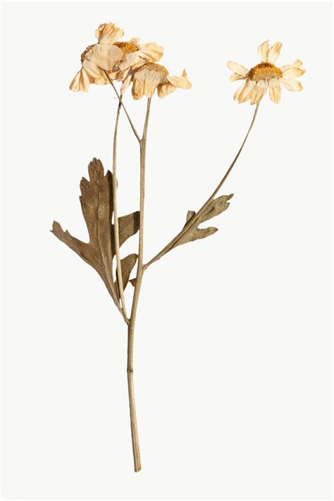 Dried Daisy Flower Design Element Free Image By Teddy