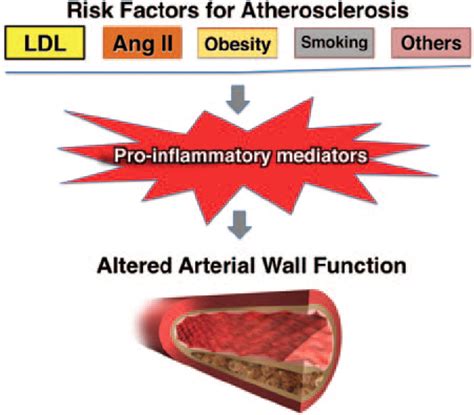 Inflammation In Atherosclerosis Arteriosclerosis Thrombosis And