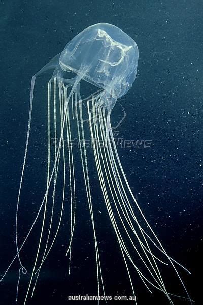 Box Jellyfish Or Sea Wasp Chironex Fleckeri Poisonous Nt Aus As A