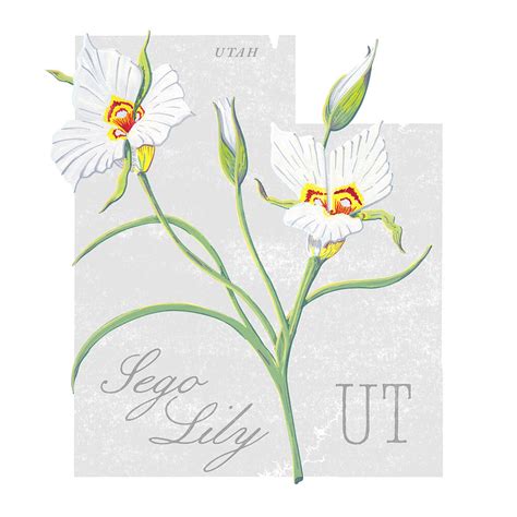Utah State Flower Sego Lily Art By Jen Montgomery Painting By Jen