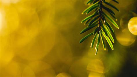Spruce Branch Needles Leaves Yellow Lights Bokeh Background 4k Hd