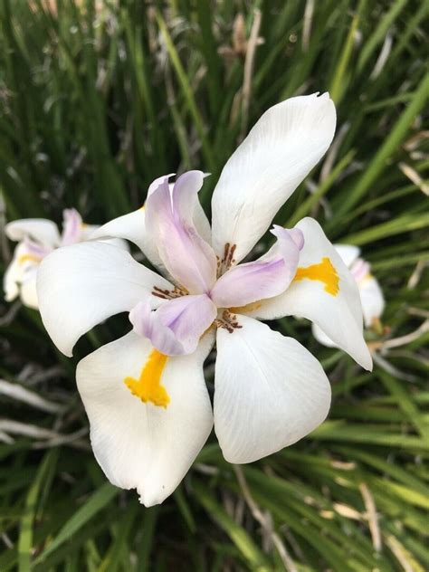 African Iris White 2 Live Plants 5 Tall Etsy