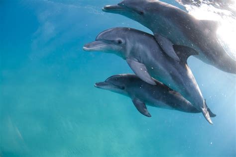 Dolphin Facts Habitat Behavior Diet