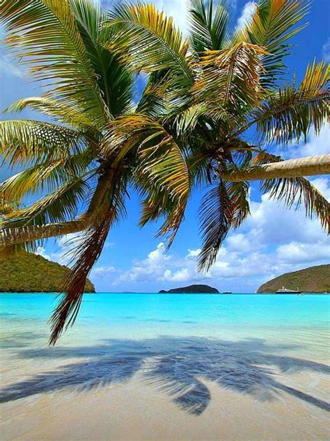 Palm Trees Playas Hermosas Lugares Hermosos Playas Exóticas