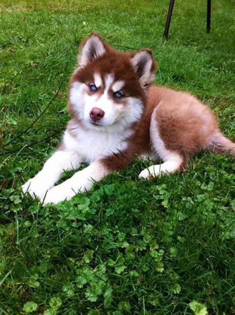 Find the perfect puppy today. 10 Red Husky Dog Names | The Paws