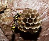 Photos of Yellow Jacket Vs Paper Wasp