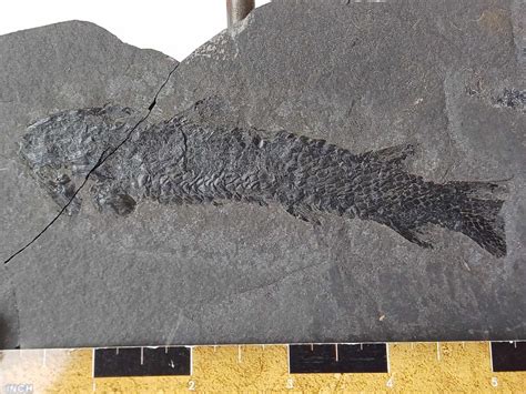 Osteolepis Macrolepidotus Devonian Scottish Fish