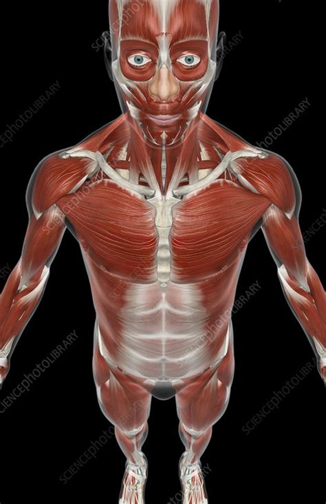 The terms rectus (parallel), transverse (perpendicular), and oblique (at an angle) in muscle names refer to the direction of the muscle fibers with respect to the midline of the body. The muscles of the upper body - Stock Image - C008/2295 - Science Photo Library