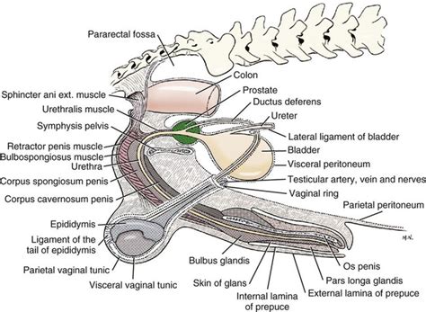 Ligaments Of The Bladder