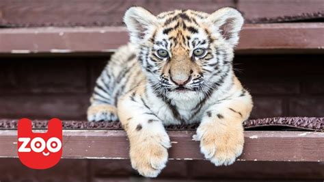 Baby Tiger Cubs So Cute Youtube