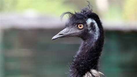 Emu The Flightless And Largest Bird Native To Australia Youtube
