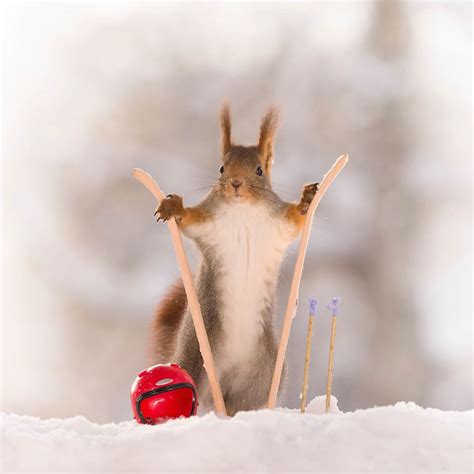 Squirrel Winter Olympics Most Beautiful Photo Series By Geert Weggen