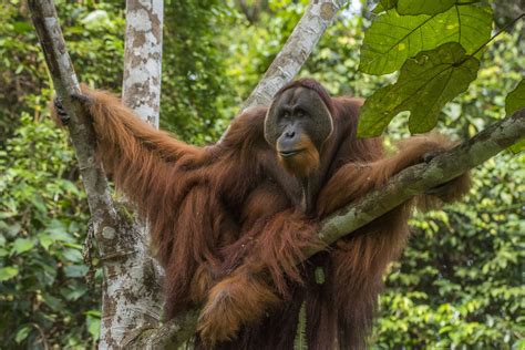 Animals Today February 28 2021 Hot Animal News Protecting Orangutans