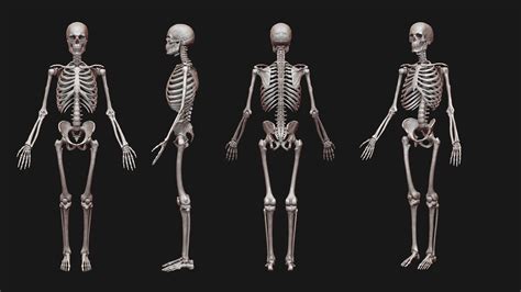 Artstation Human Male Skeleton Sculpt V2 Resources