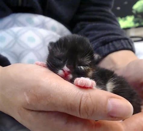 Kitten With Cleft Palate No One Knew Would Survive Her First Night