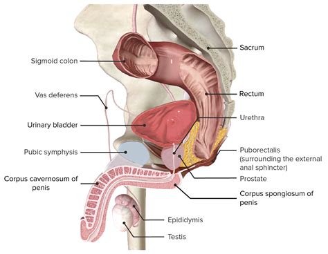 Tracto Urinario Anatomía Concise Medical Knowledge