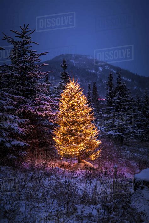 Lighted Christmas Tree In Forest Of Snow Covered Trees In