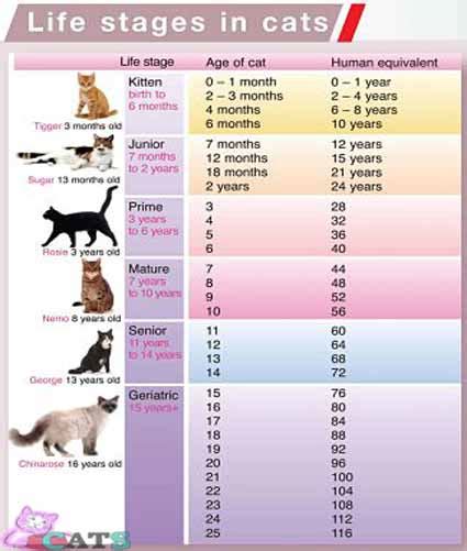 This calculator uses a method developed by monsieur lebeau. How Old is My Cat in Cat Years | Cat Age Calculator And Chart