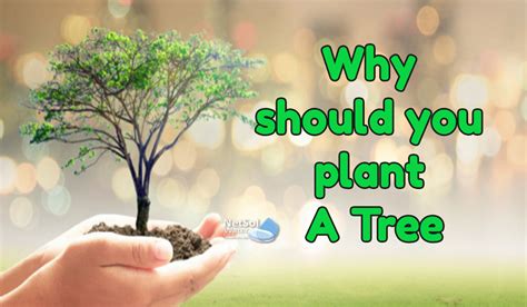 Why Should You Plant A Tree Reasons And Benefits And Importance