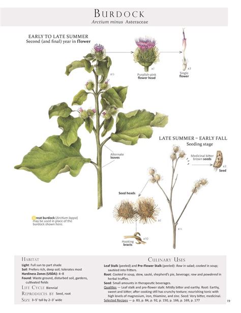 Burdock Edible Wild Plants Plant Identification