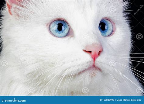 Adorable Persian Cat With Blue Amazing Eyes Stock Photo Image Of