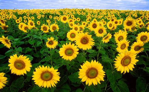 Free Images Nature Blossom Sky Field Flower Bloom Yellow Flora