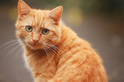 Not Our Cat En 2020 Gatos Animales Datos Curiosos