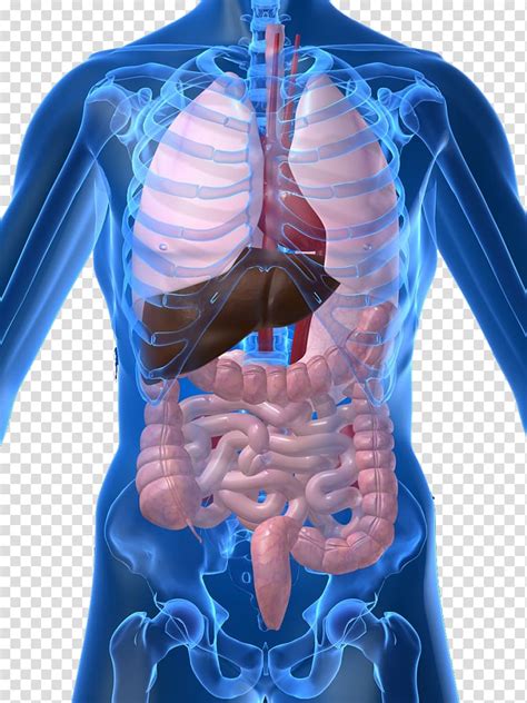 All the organs of the body are not essential for the survival of an individual. Library of human internal organs diagram freeuse stock png files Clipart Art 2019