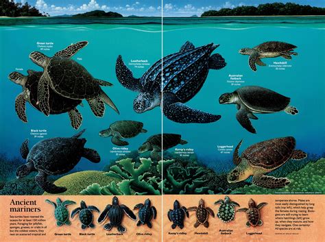 Sea Turtles February 1994 © National Geographic Partners Llc All Rights Reserved National