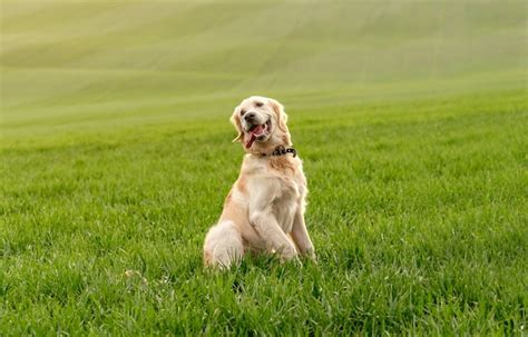 Premium Photo Dog Sitting In Green Grass