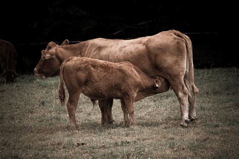 Cow Bovine Calf Free Photo On Pixabay Pixabay