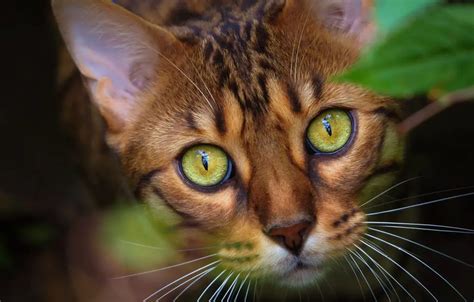 Are Bengal Cats High Maintenance Bengal Cat Care