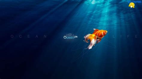 Ocean Life Wallpaper 1600×900 Creative Design Fullscreen