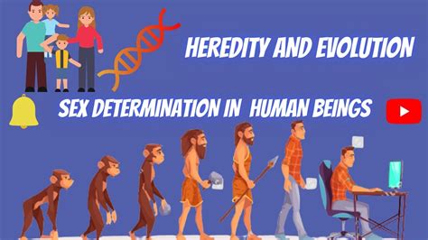 sex determination in human beings heredity and evoluton youtube
