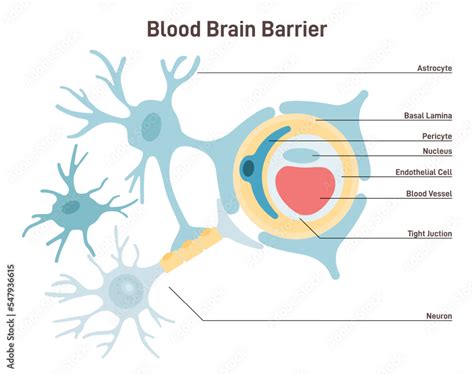 Blood Brain Barrier Anatomical Structure Semipermeable Border That Stock Vector Adobe Stock