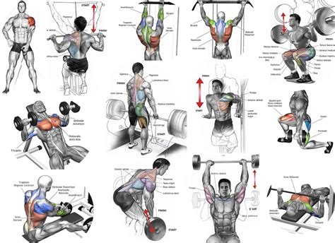 The Most Effective Muscle Building Exercises Bodydulding