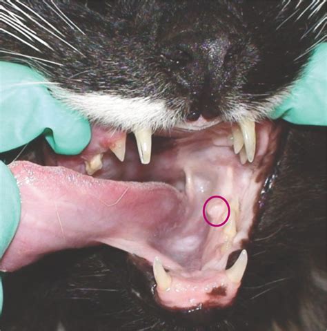 Oral Examination In The Cat A Systematic Approach David E Clarke