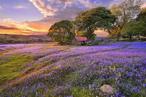 Hd Wallpaper Purple Lavender Flower Field Summer Clouds Trees