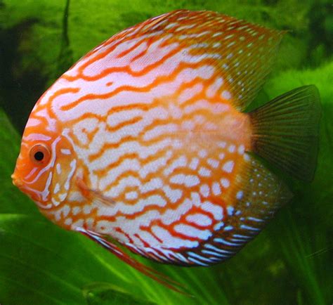Top 15 Most Beautiful Fishes ~ Explore Amazing World