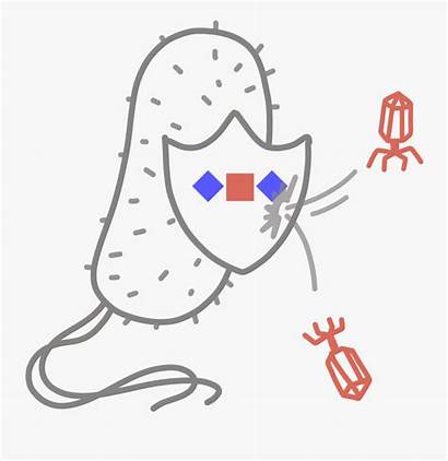 Immune System Clipart Crispr Transparent Bacteria Clipartkey