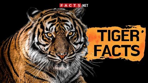 Animal Tigers Facts