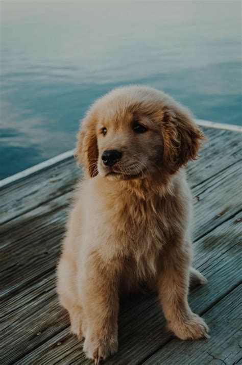Cute Aesthetic Dog Wallpapers Wallpaper Cave